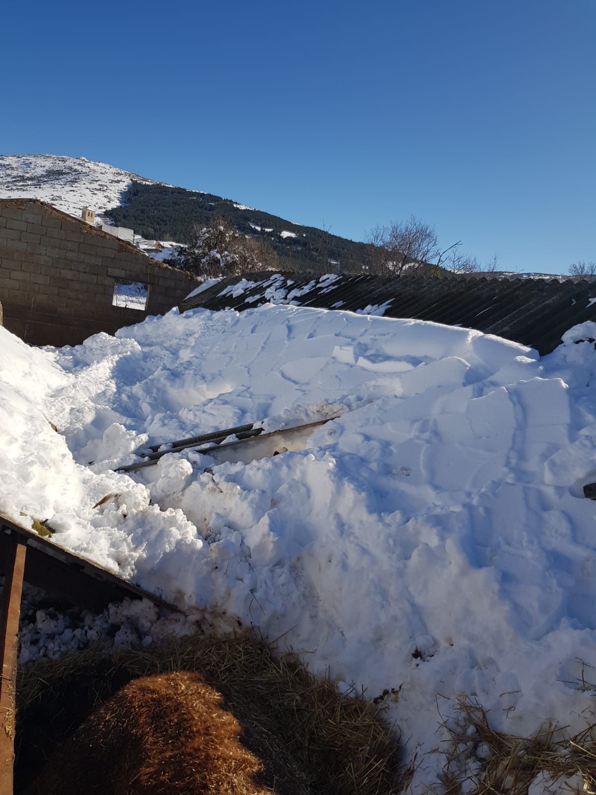 Filomena deja sin comer a más de 500 animales, derrumba naves y hunde invernaderos