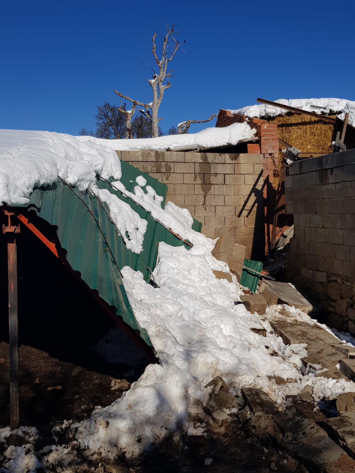 Filomena deja sin comer a más de 500 animales, derrumba naves y hunde invernaderos