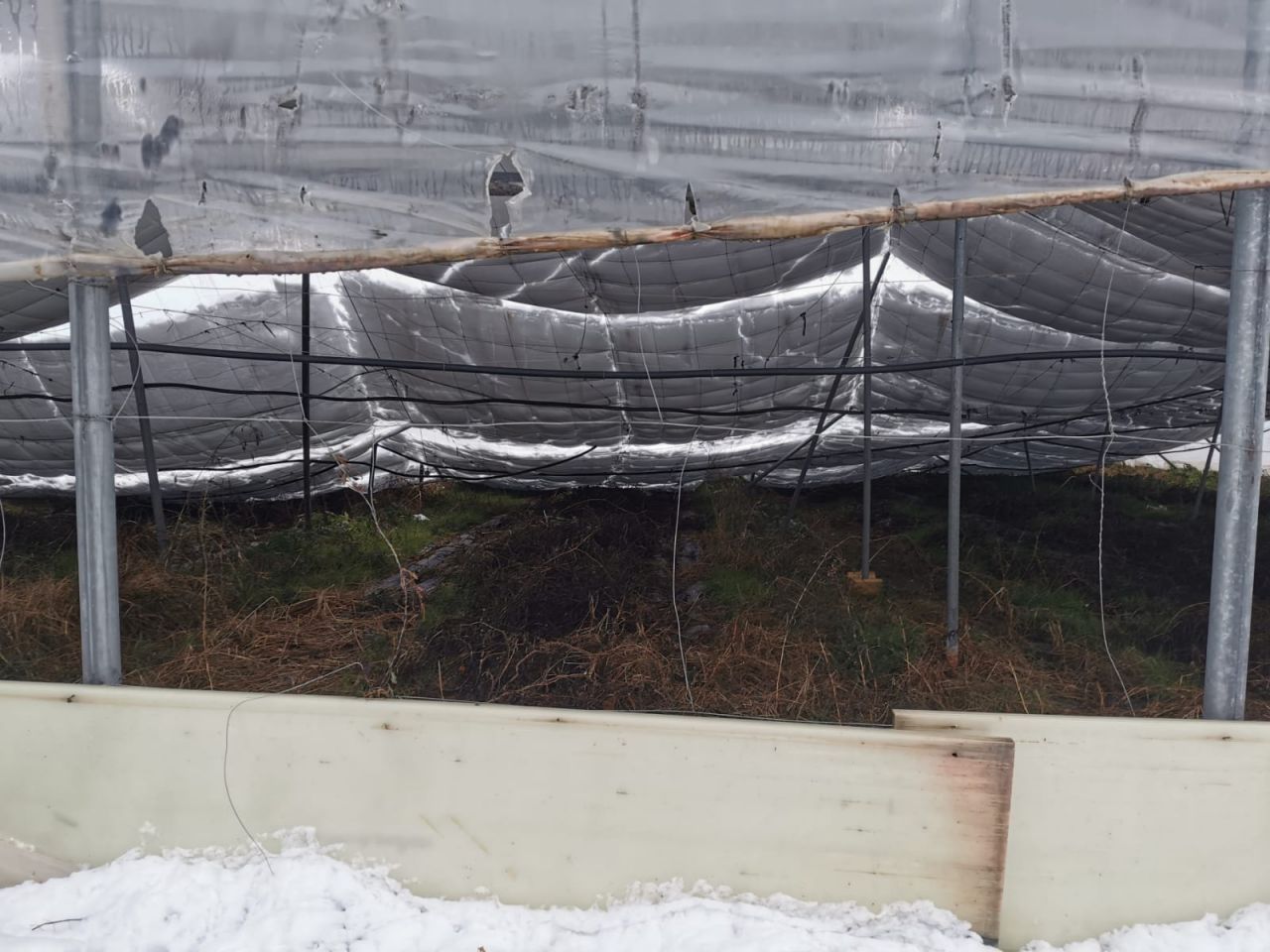 Filomena deja sin comer a más de 500 animales, derrumba naves y hunde invernaderos