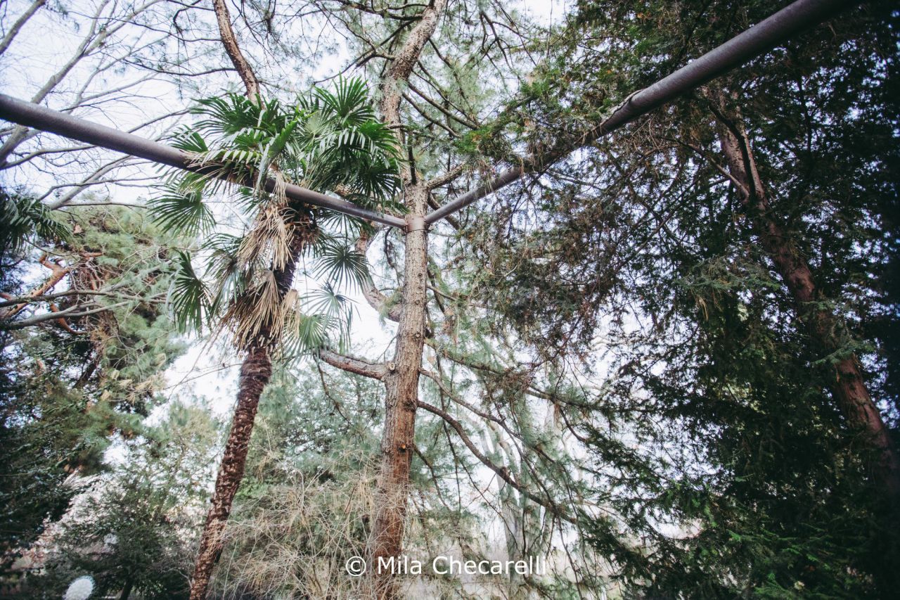 Pino llorón del Himalaya