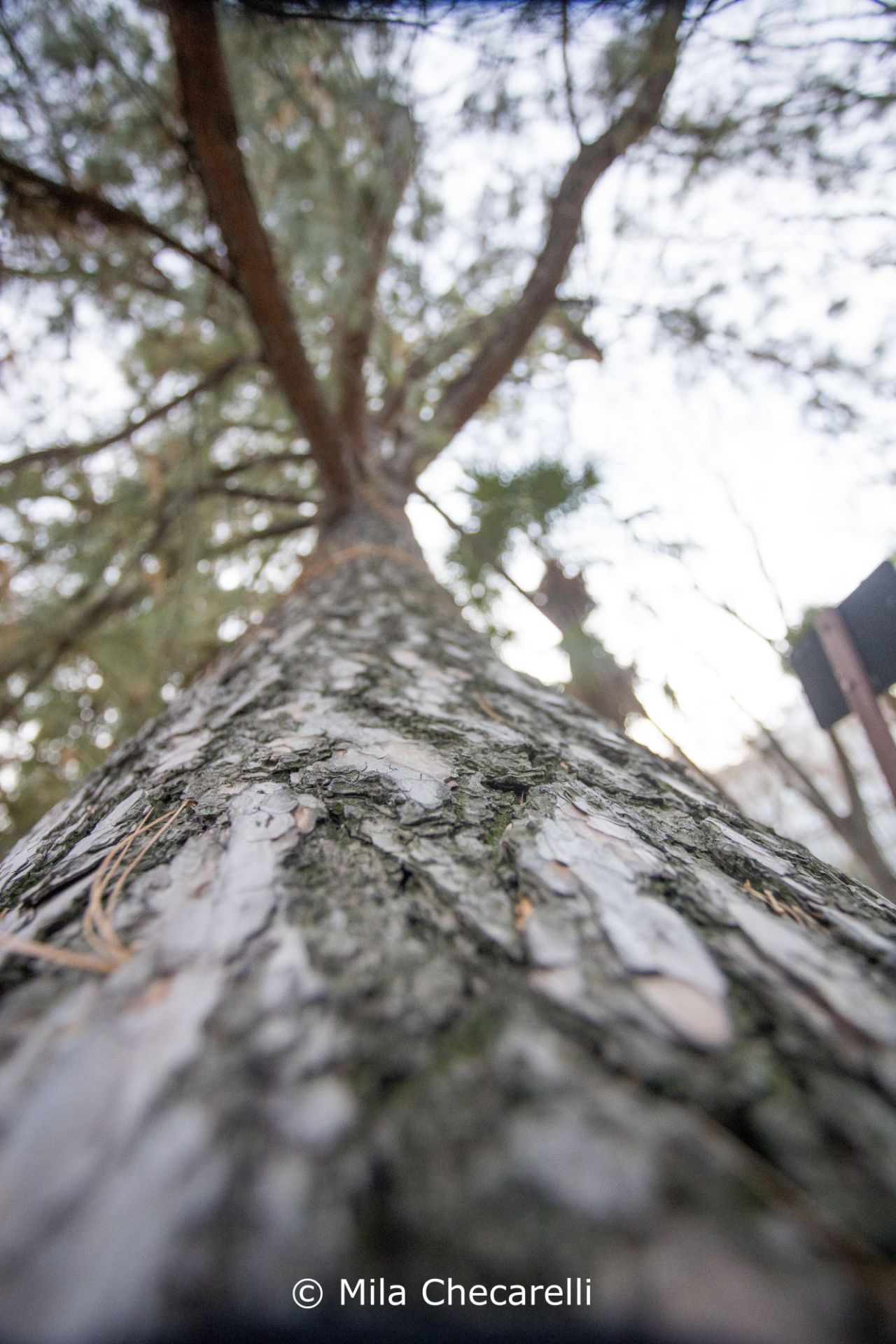 Tronco del Pino llorón del Himalaya