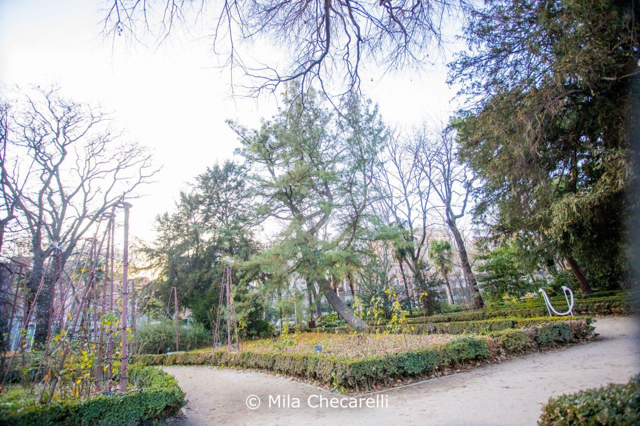 Pino llorón del Himalaya