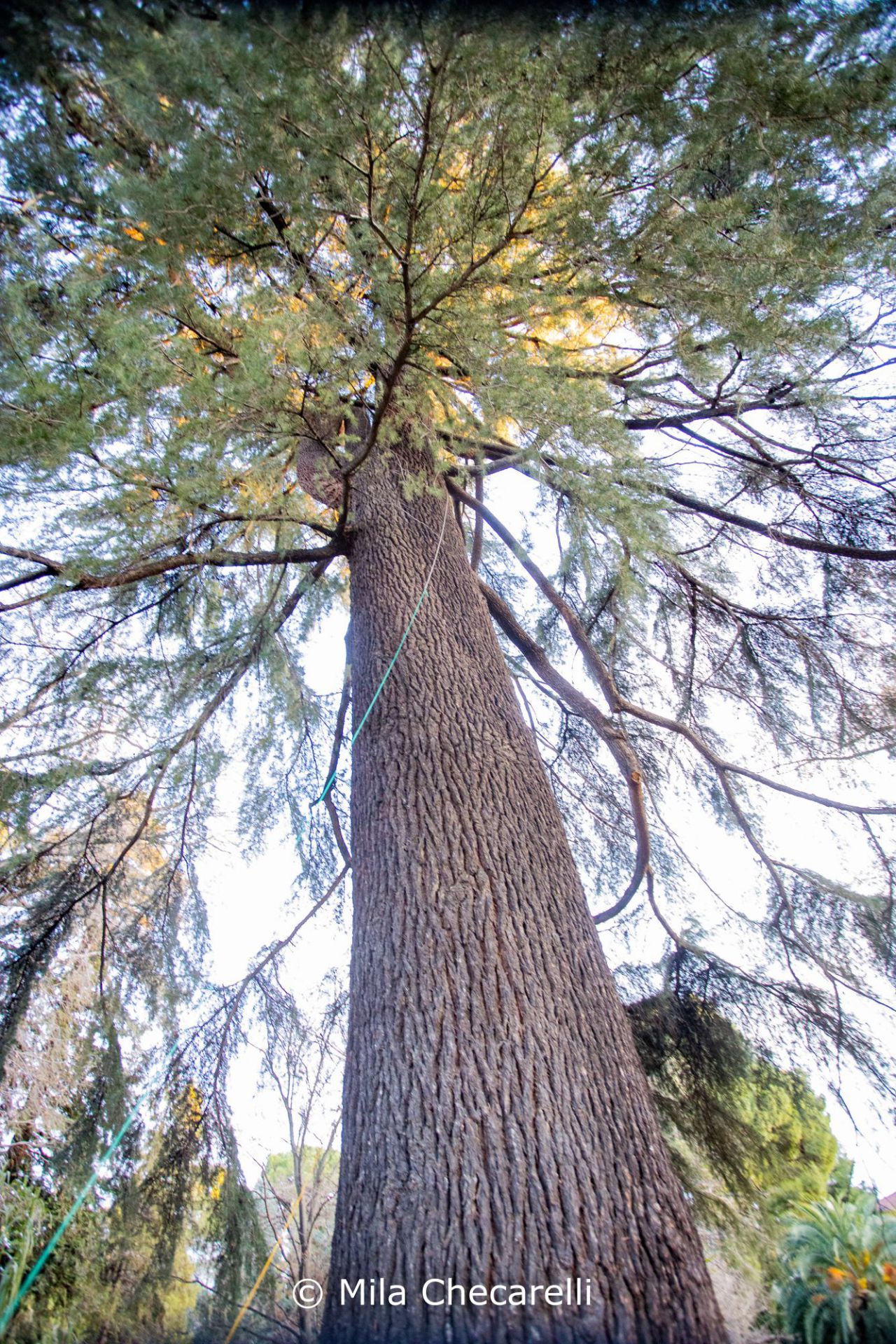 Corteza del Pino carrasco