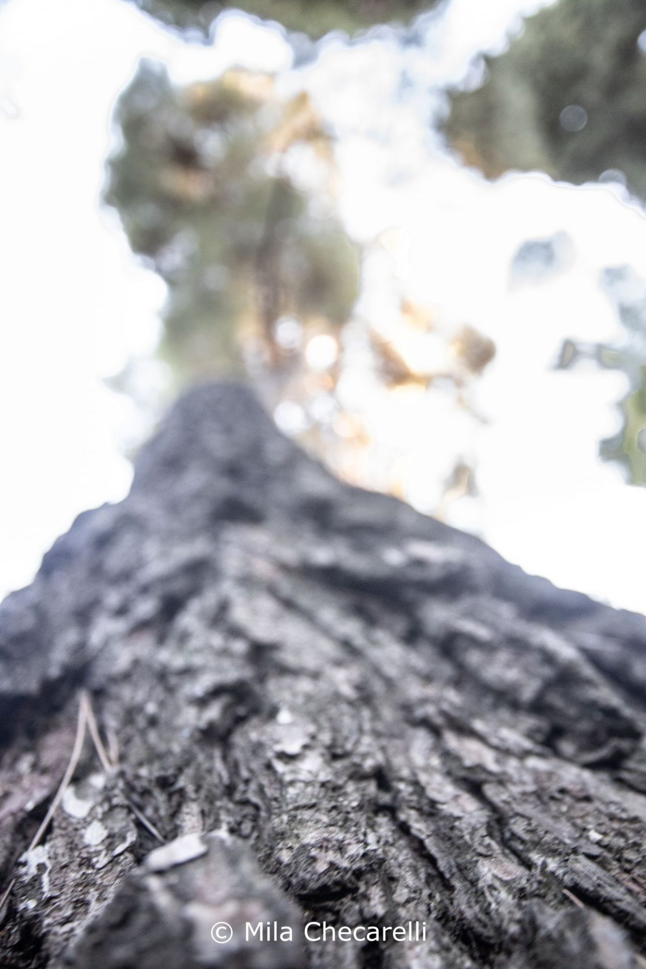 Tronco del Pino llorón del Himalaya