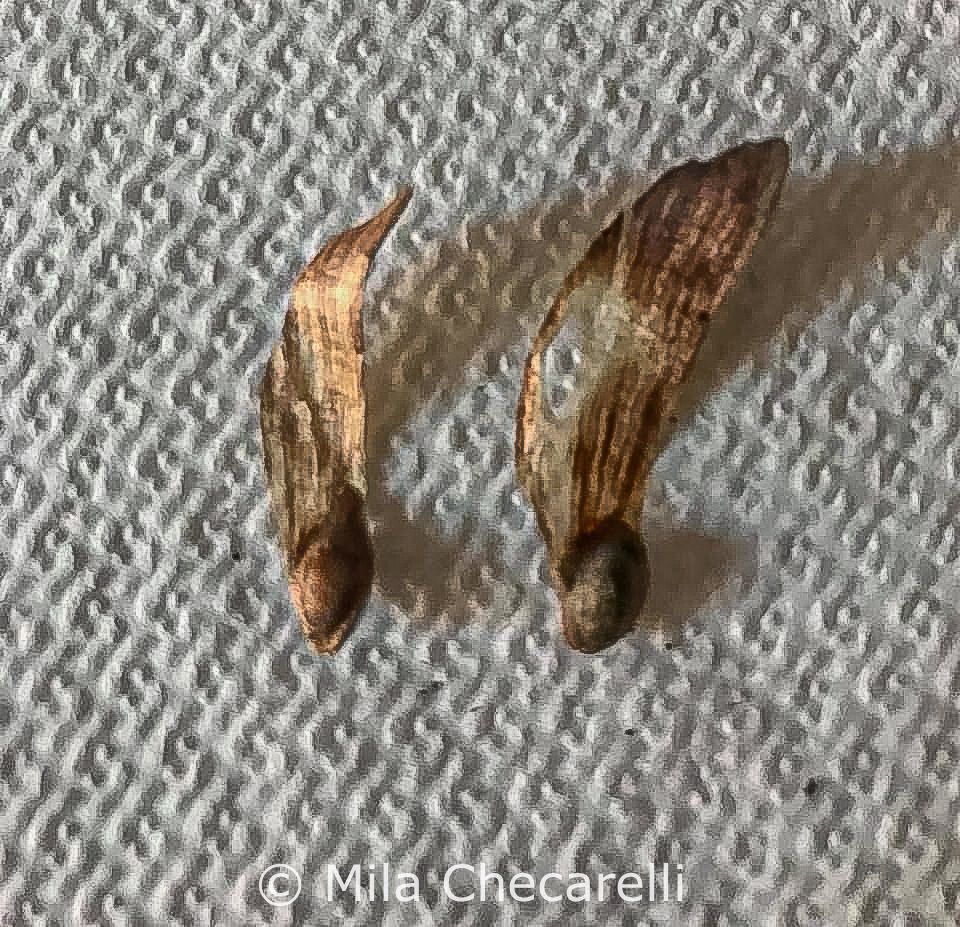 Semillas del Pino llorón del Himalaya