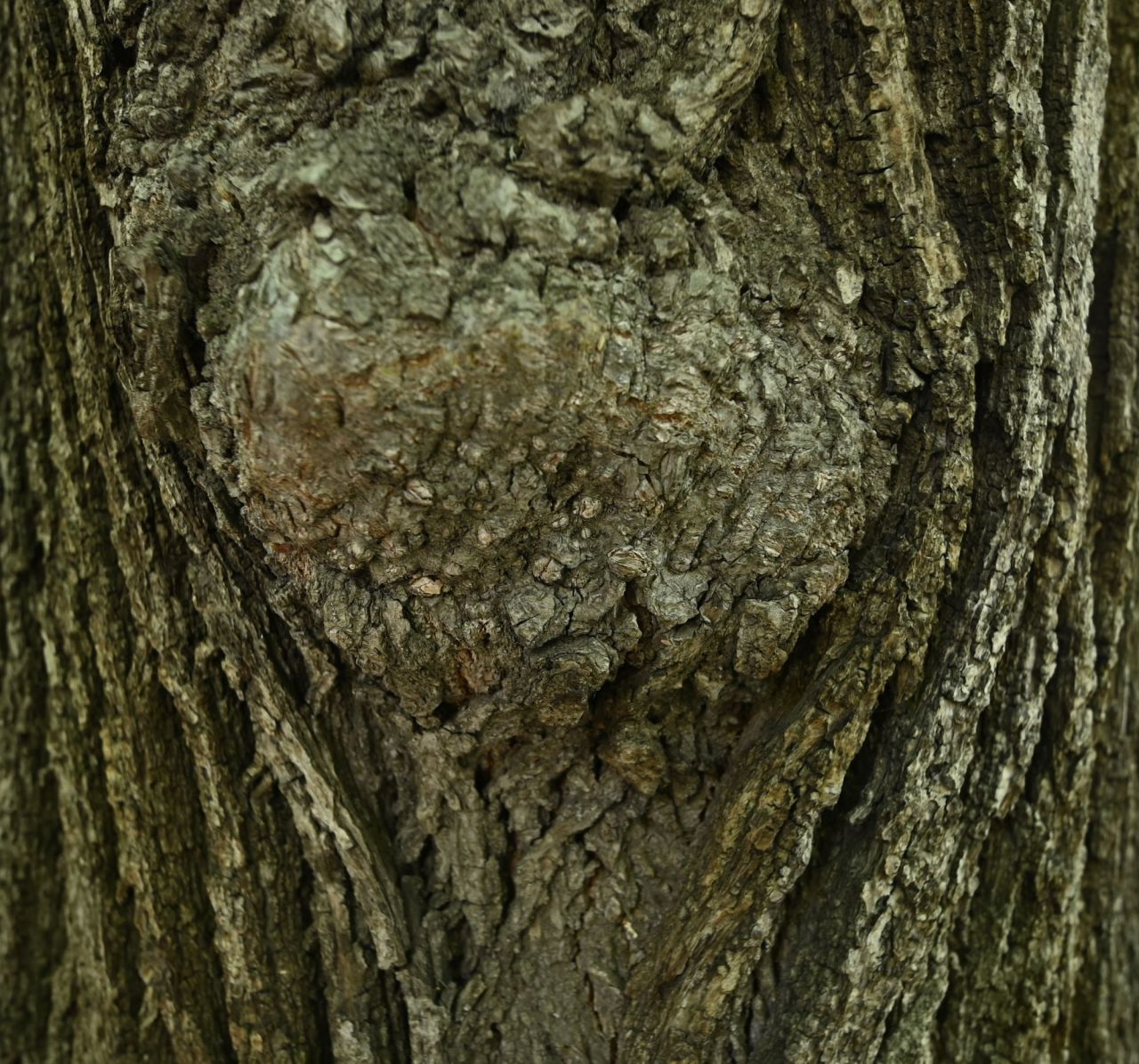 Tronco del tilo.