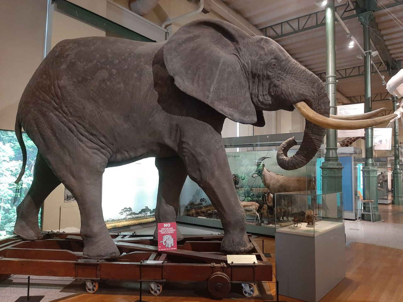 Maqueta de elefante en el Museo de Ciencias Naturales.