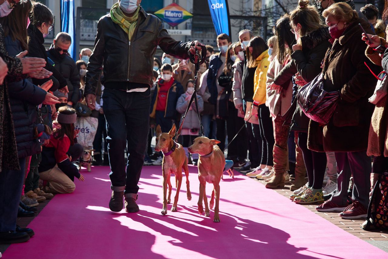 Desfile de mascotas en la plaza de Chueca durante las Fiestas de San Antón 2022