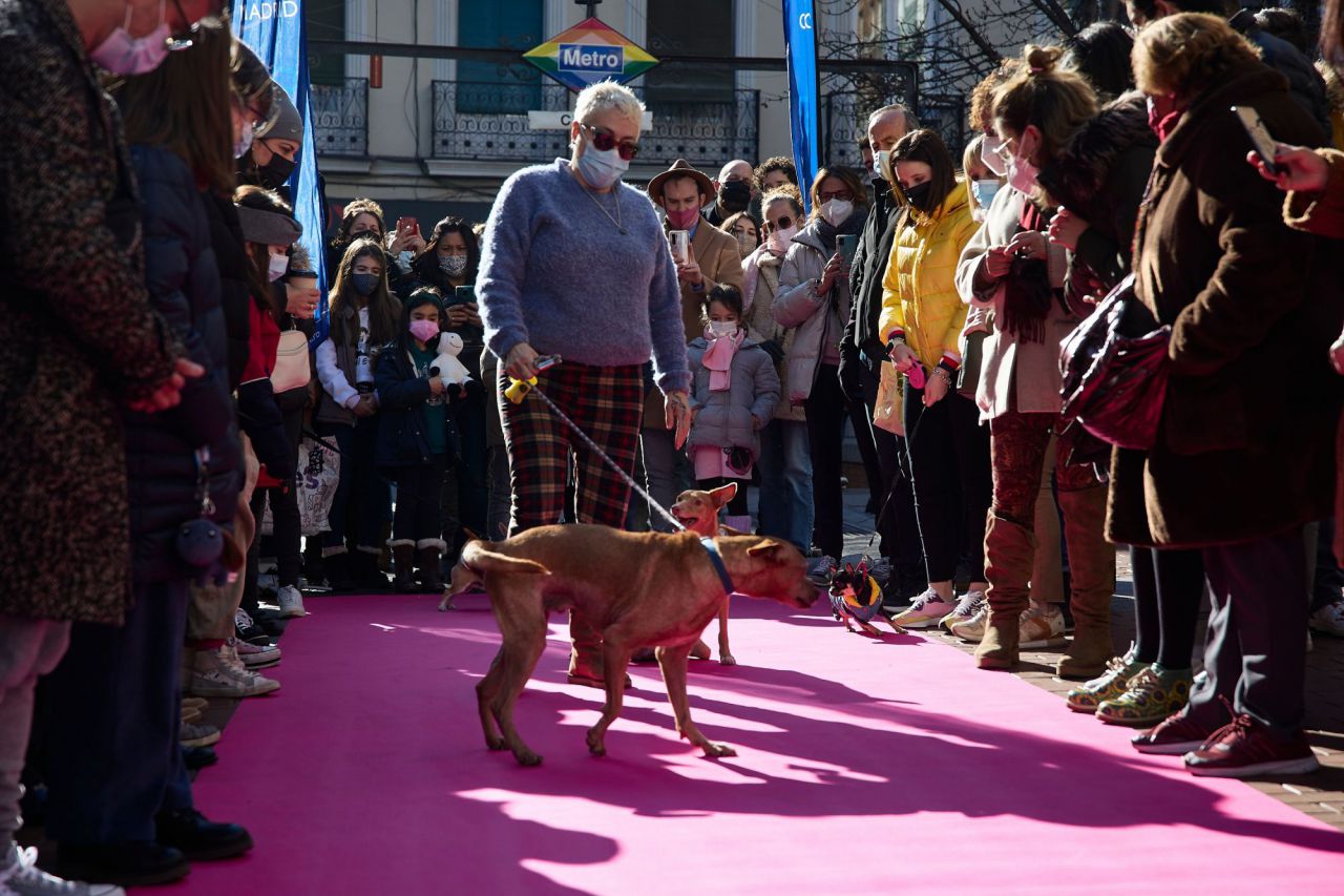 Desfile de mascotas en la plaza de Chueca durante las Fiestas de San Antón 2022