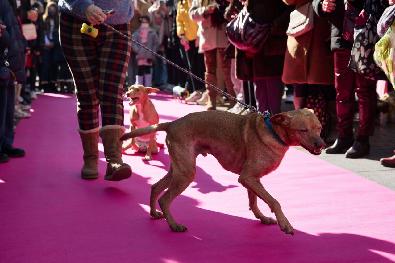 Desfile de mascotas en la plaza de Chueca durante las Fiestas de San Antón 2022