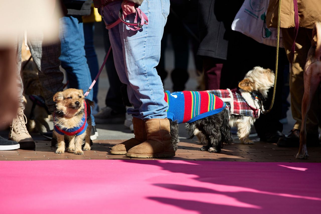Desfile de mascotas en la plaza de Chueca durante las Fiestas de San Antón 2022