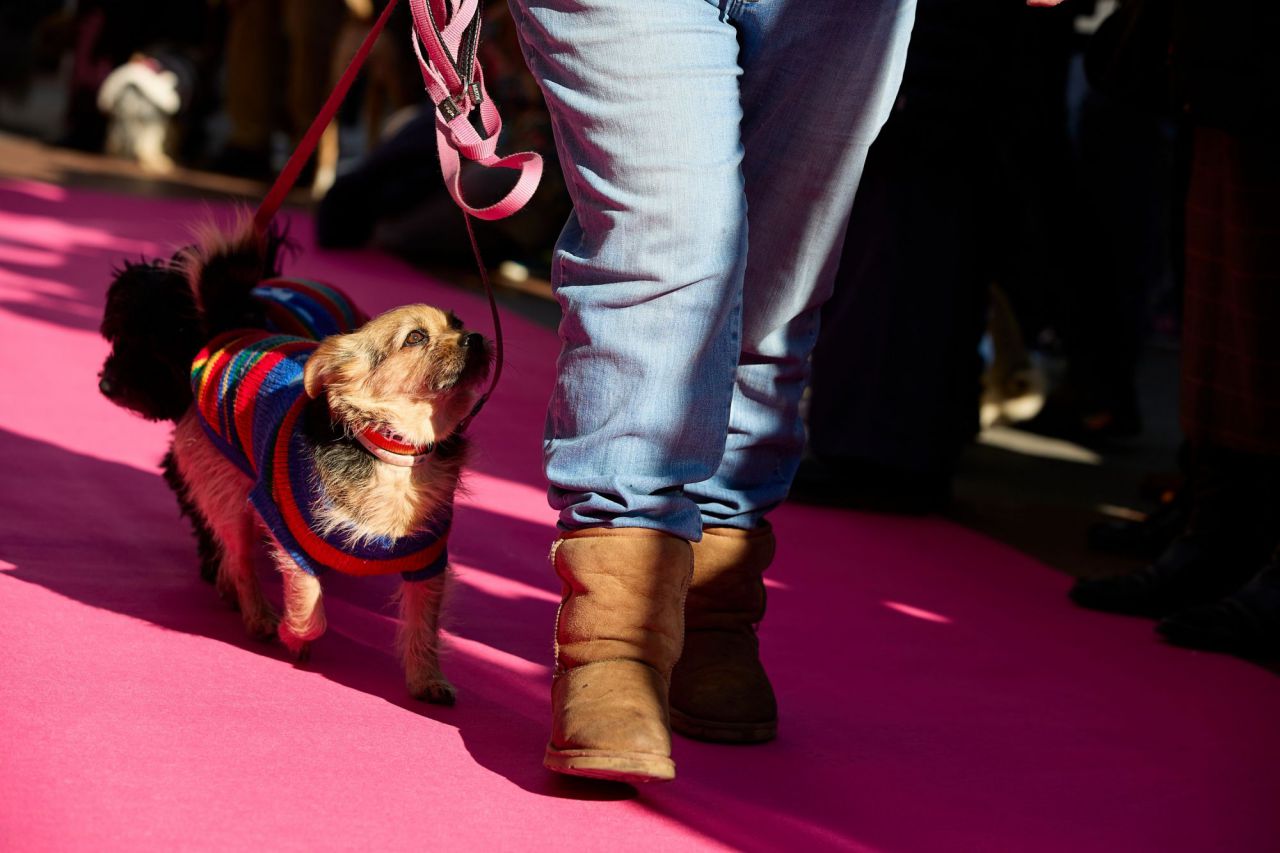 Desfile de mascotas en la plaza de Chueca durante las Fiestas de San Antón 2022