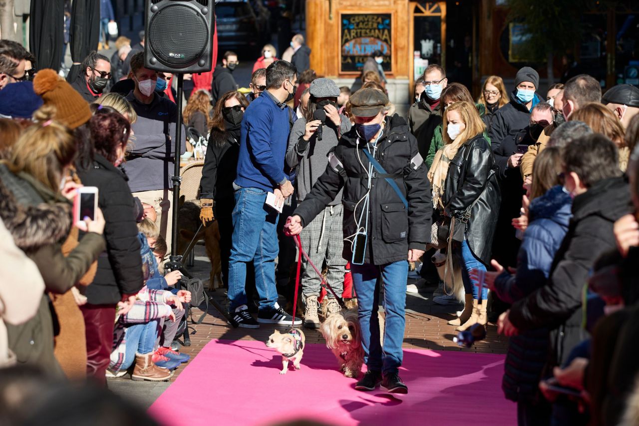 Desfile de mascotas en la plaza de Chueca durante las Fiestas de San Antón 2022