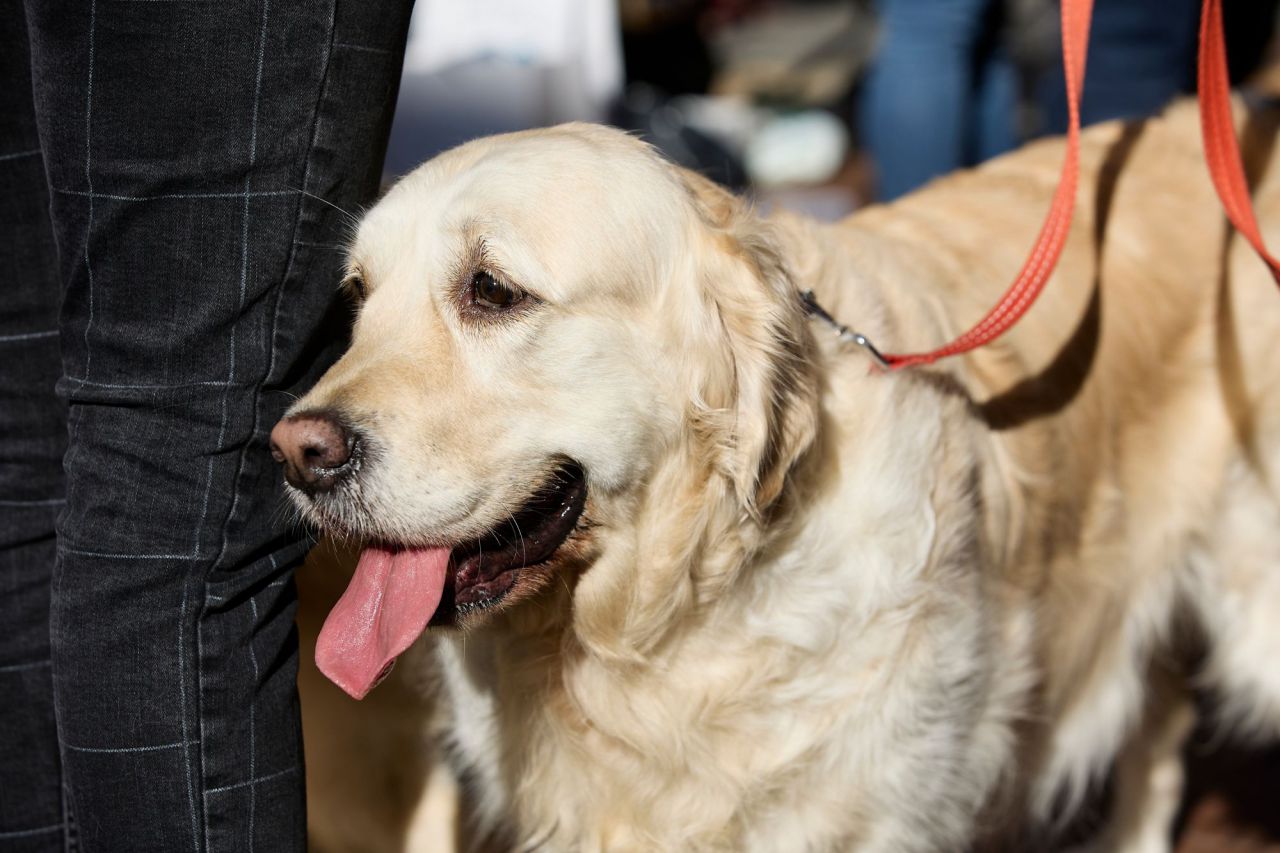 Desfile de mascotas en la plaza de Chueca durante las Fiestas de San Antón 2022