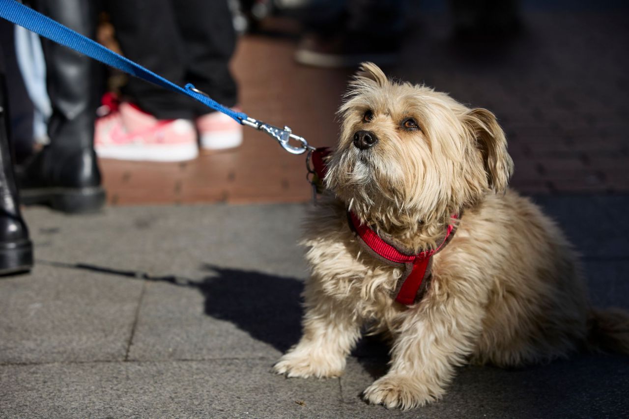 Desfile de mascotas en la plaza de Chueca durante las Fiestas de San Antón 2022