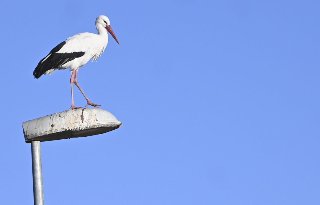 Cigüeñas en Alcalá de Henares