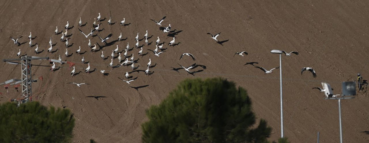 Cigüeñas en Alcalá de Henares