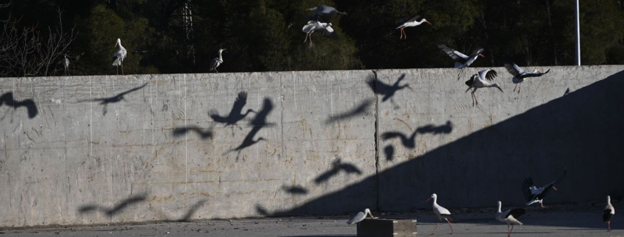 Cigüeñas en Alcalá de Henares