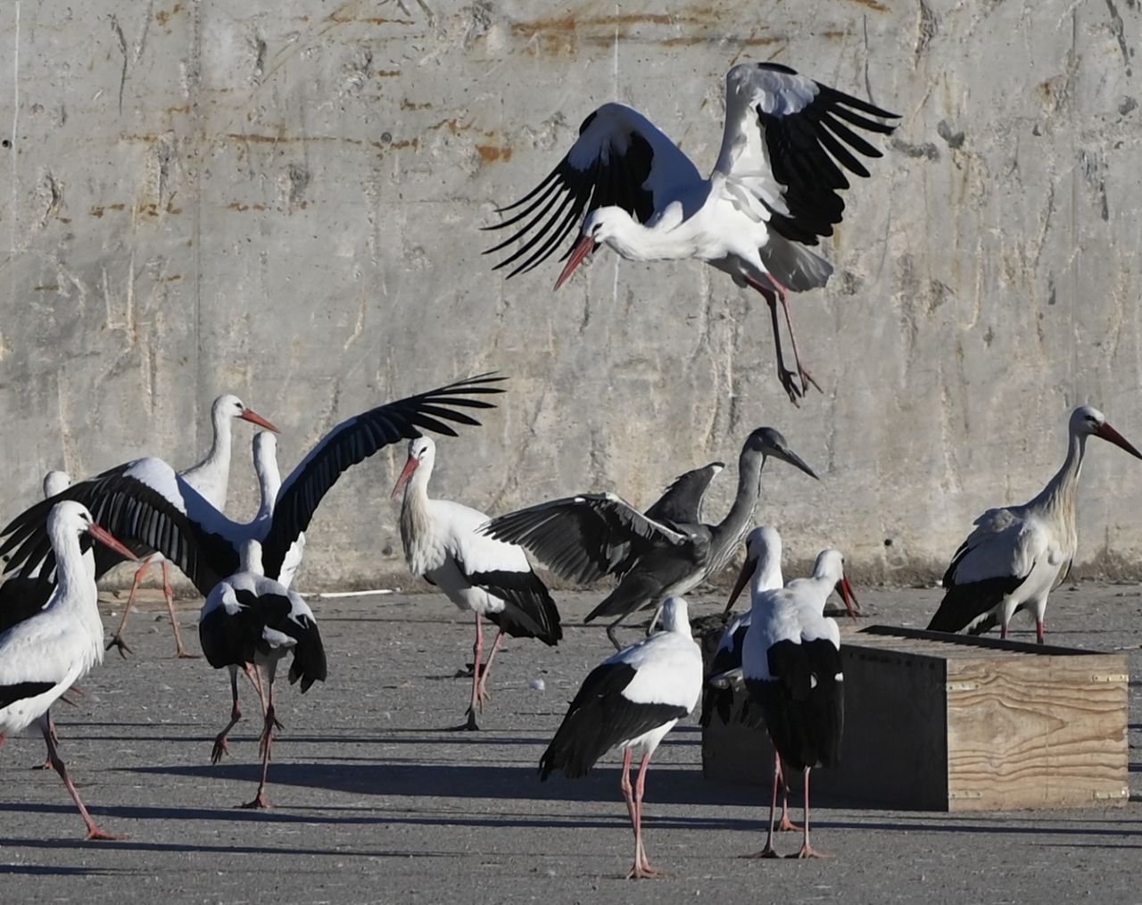 Cigüeñas en Alcalá de Henares