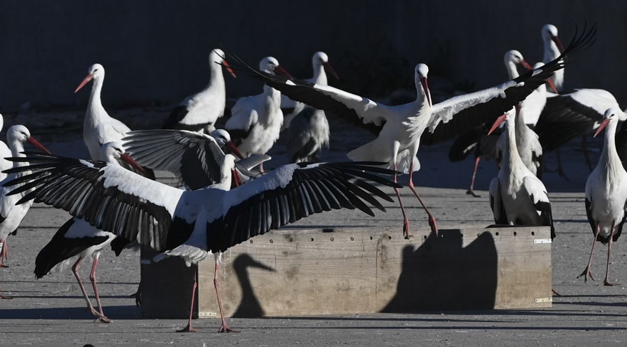 Cigüeñas en Alcalá de Henares
