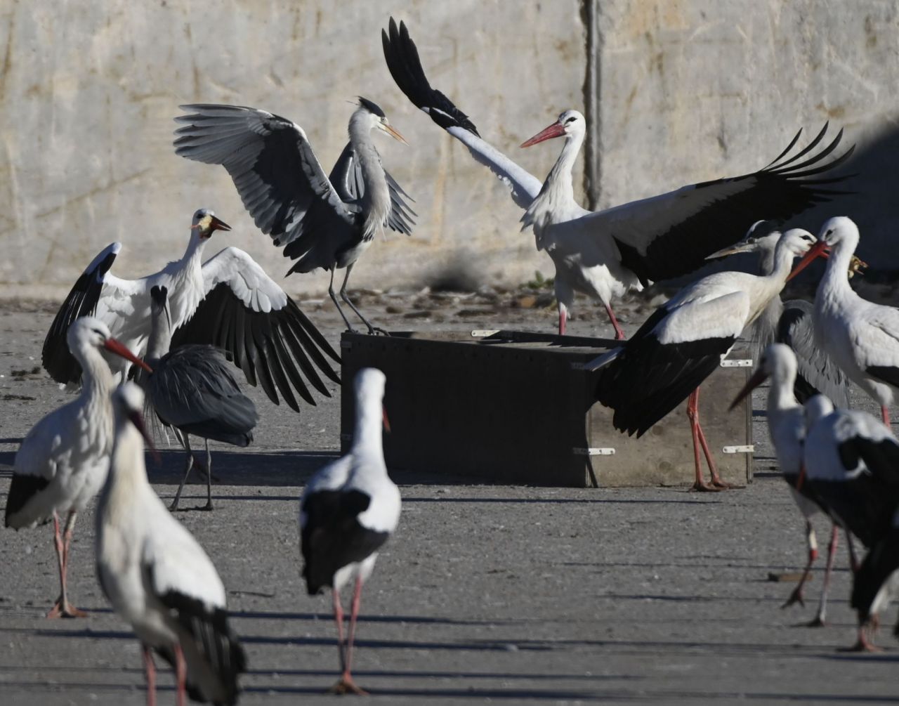 Cigüeñas en Alcalá de Henares