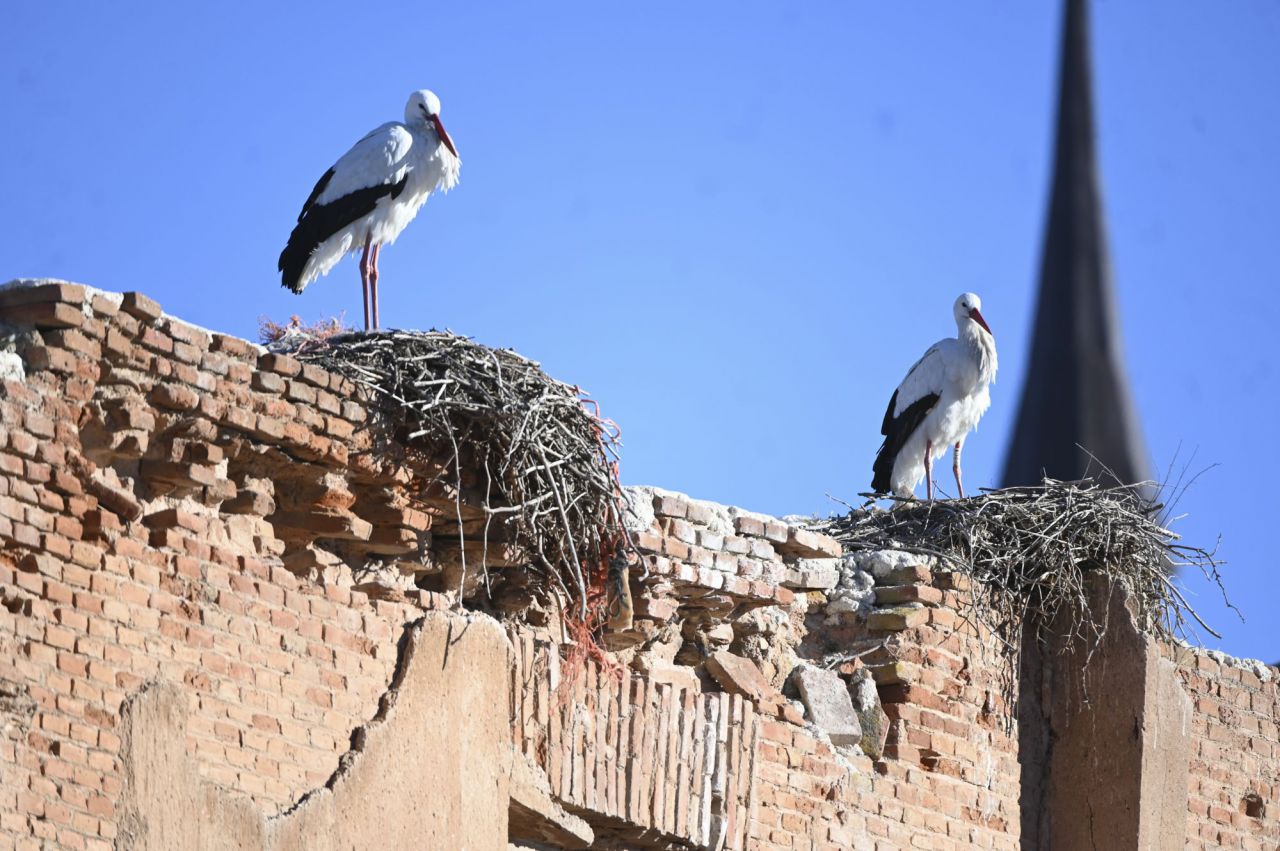 Cigüeñas en Alcalá de Henares