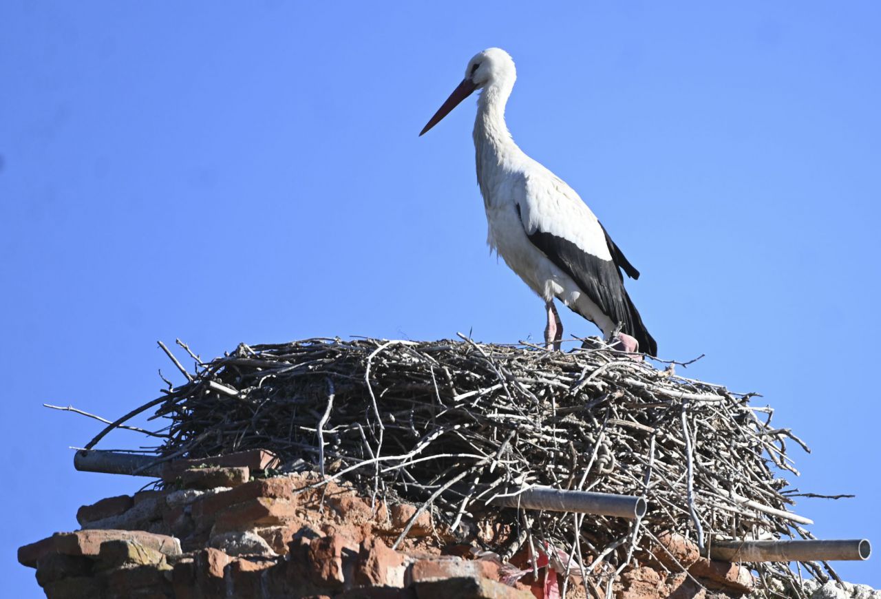 Cigüeñas en Alcalá de Henares