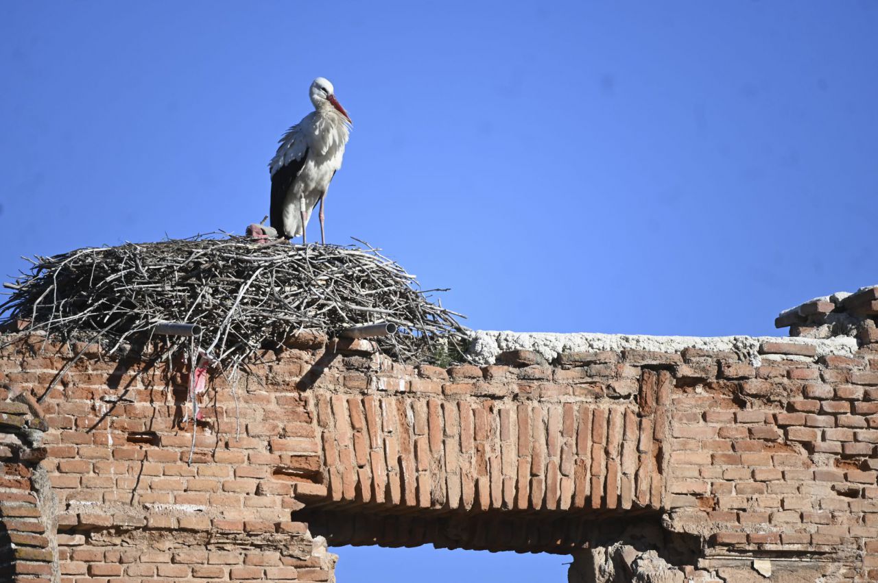 Cigüeñas en Alcalá de Henares