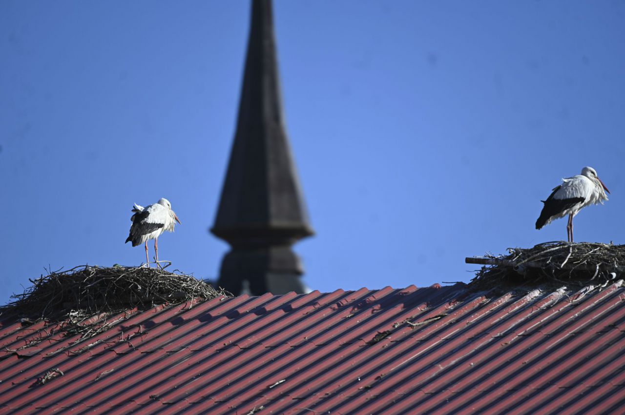 Cigüeñas en Alcalá de Henares