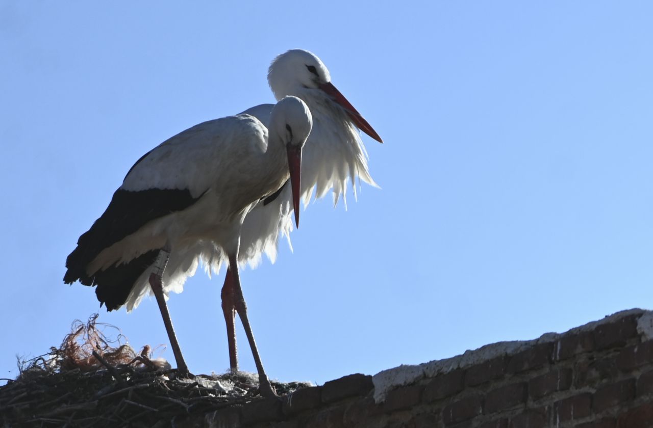 Cigüeñas en Alcalá de Henares