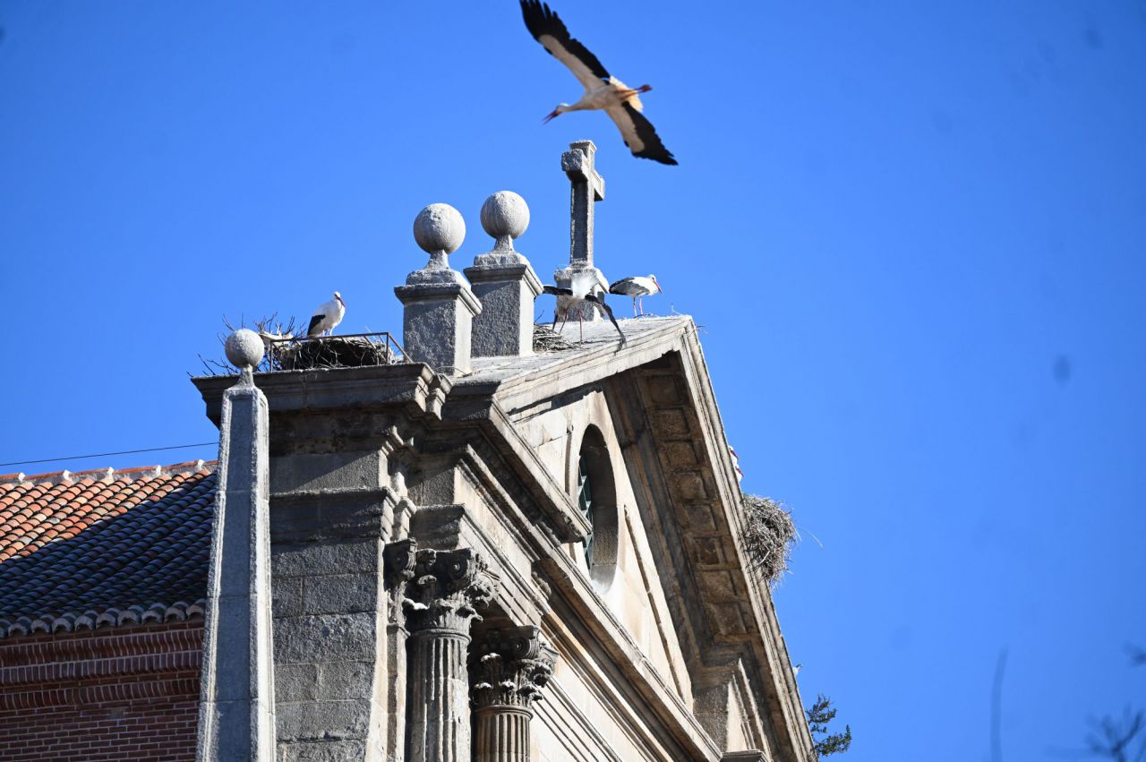 Cigüeñas en Alcalá de Henares