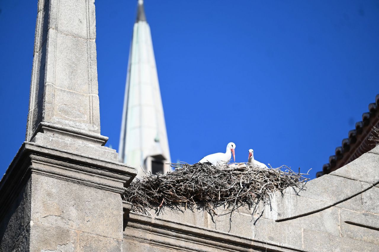 Cigüeñas en Alcalá de Henares