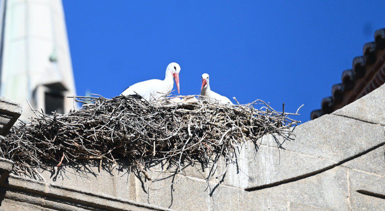 Cigüeñas en Alcalá de Henares