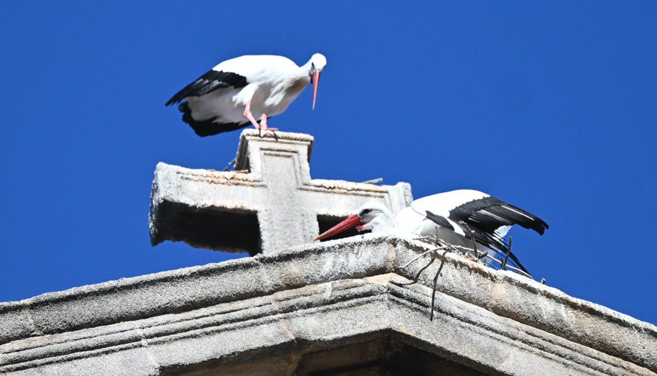 Cigüeñas en Alcalá de Henares