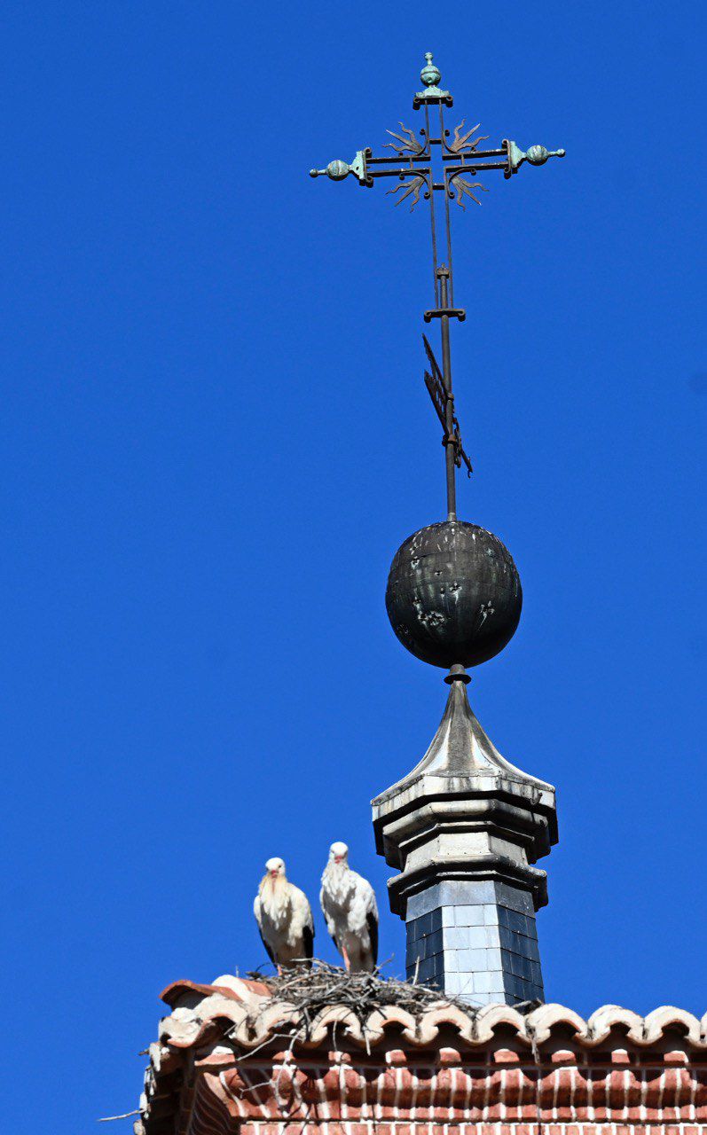 Cigüeñas en Alcalá de Henares
