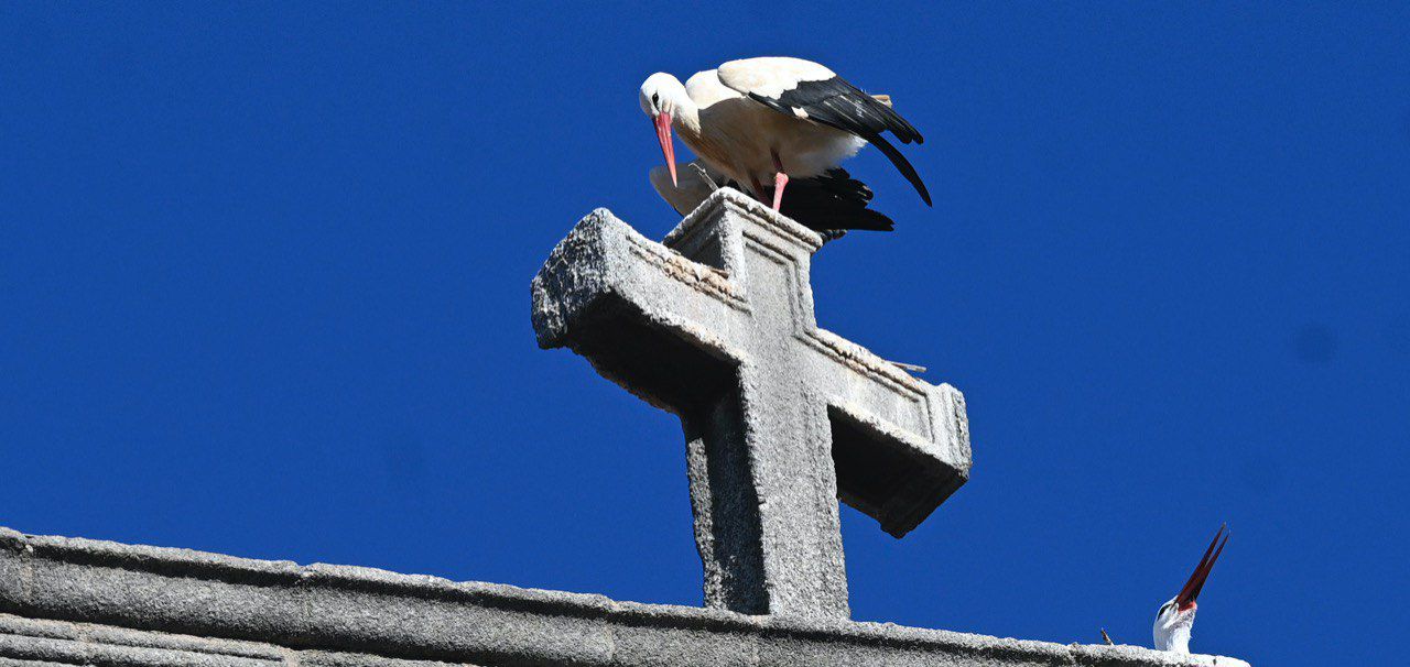 Cigüeñas en Alcalá de Henares