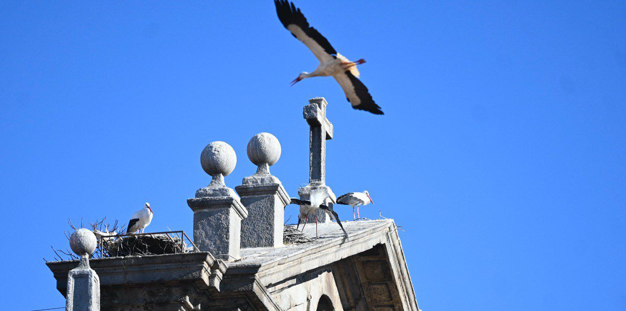 Cigüeñas en Alcalá de Henares