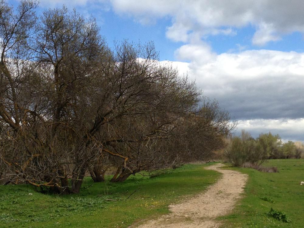 La zona de la futura granja de pistachos de Valdetorres de Jarama, antes del comienzo de la construcción