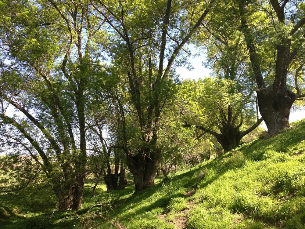 La zona de la futura granja de pistachos de Valdetorres de Jarama, antes del comienzo de la construcción