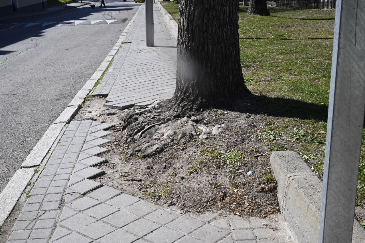 Las raíces del árbol han levantado  los adoquines de la acera.