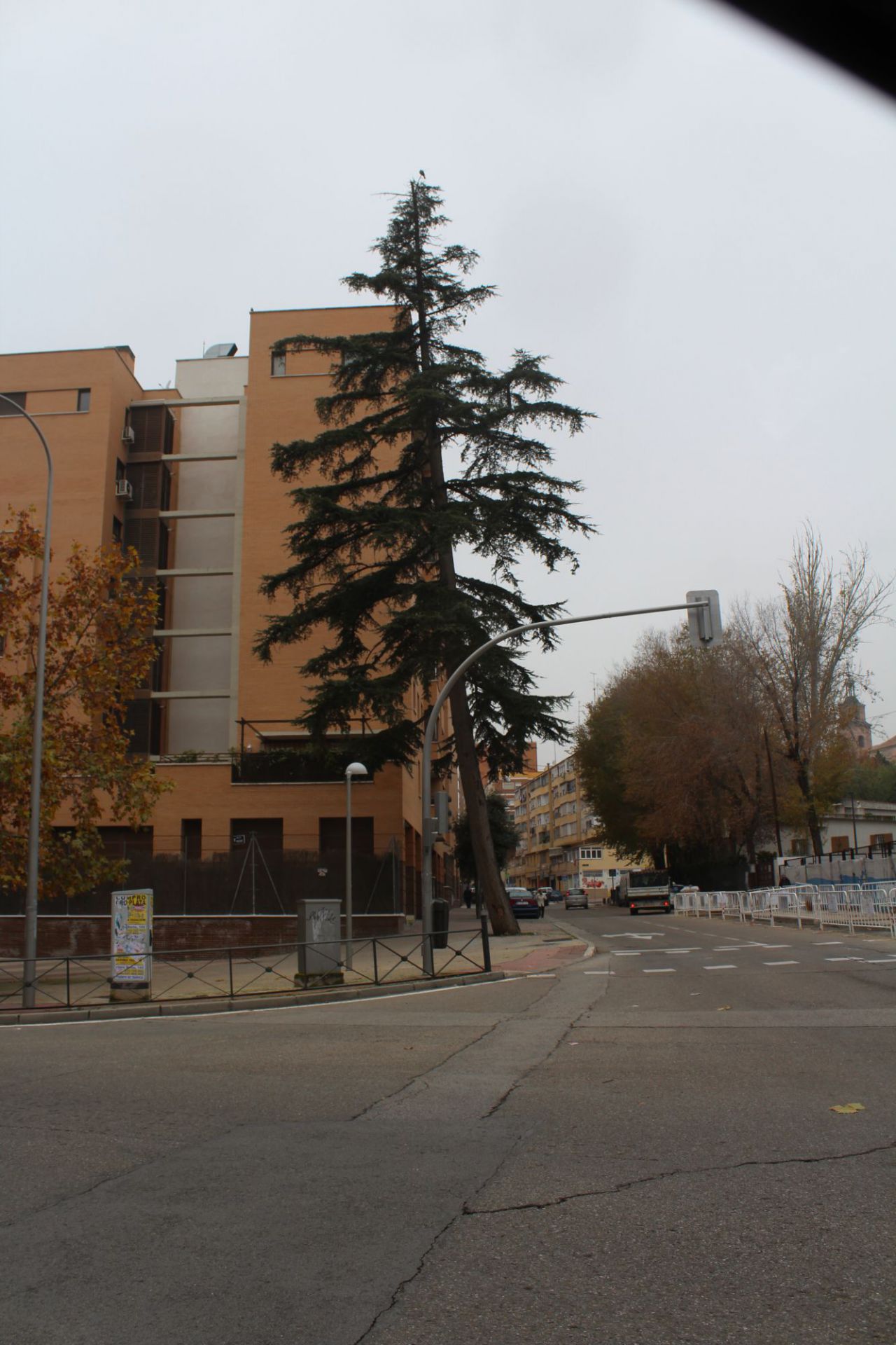 Pino que queda de la fábrica Portland Valderrivas
