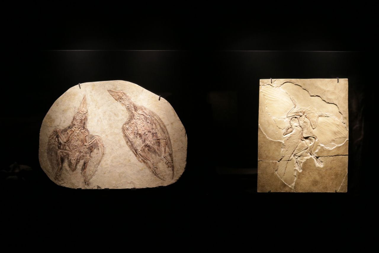 Exposición temporal 'Cazadores de dragones' en el Museo Arqueológico de la Comunidad de Madrid