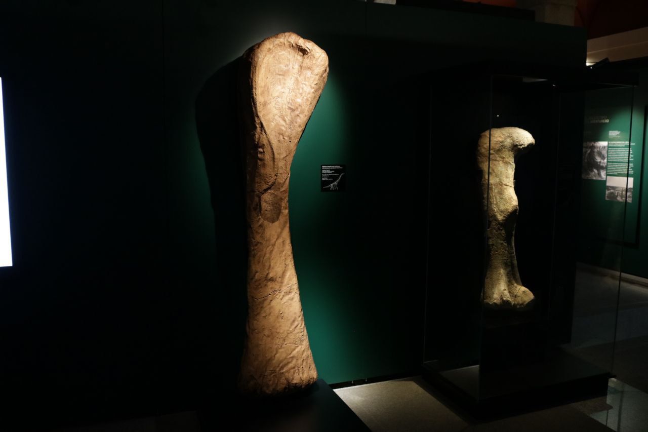 Exposición temporal 'Cazadores de dragones' en el Museo Arqueológico de la Comunidad de Madrid