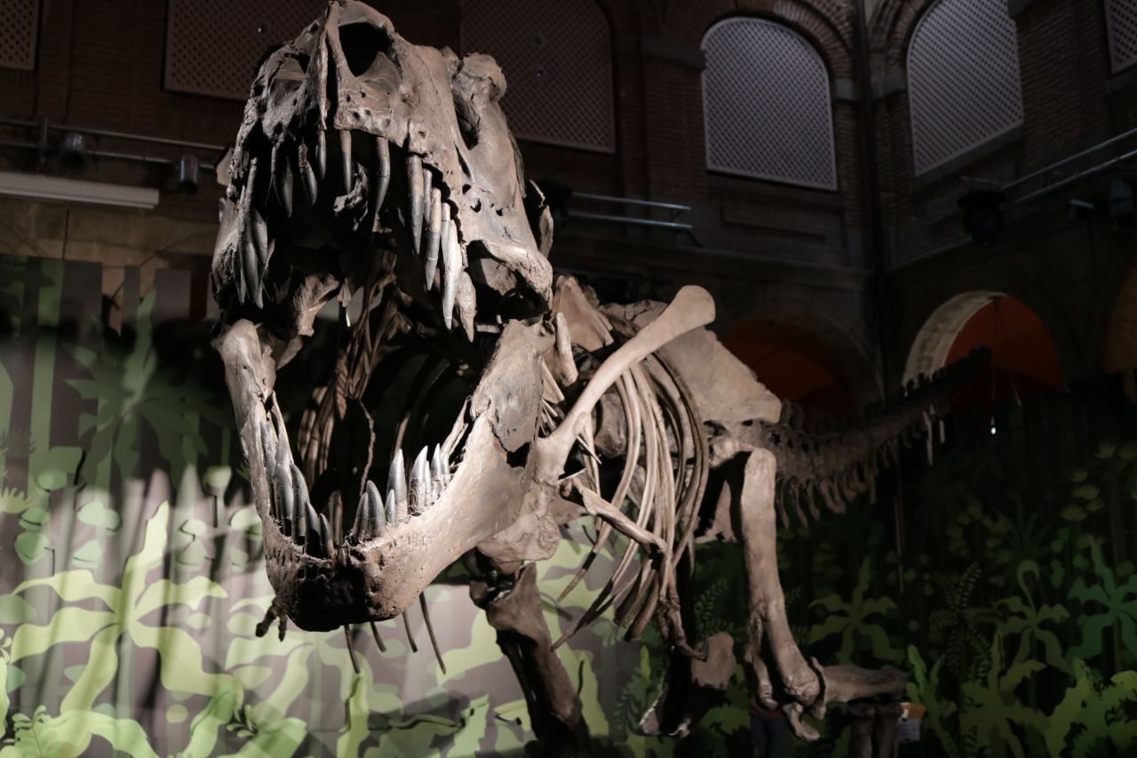 Exposición temporal 'Cazadores de dragones' en el Museo Arqueológico de la Comunidad de Madrid