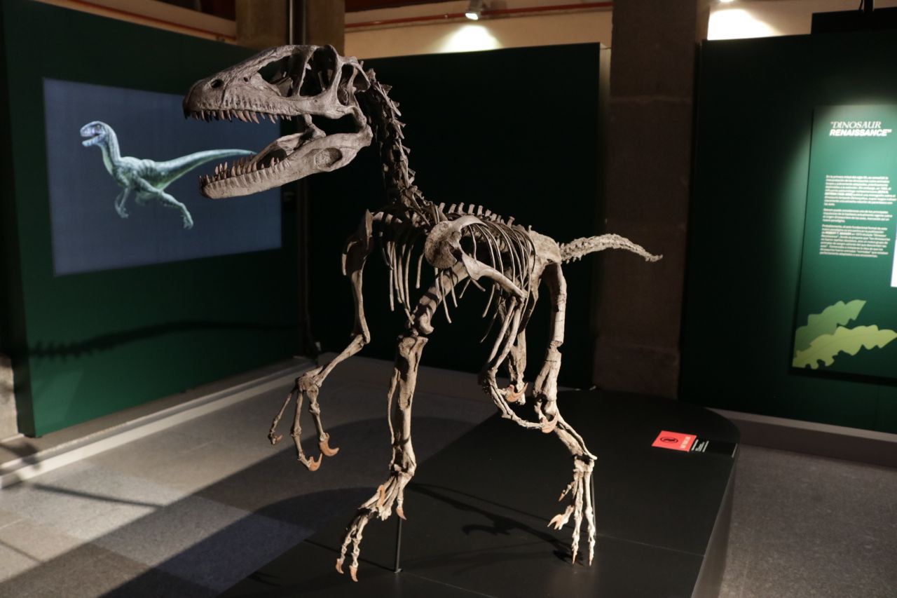 Exposición temporal 'Cazadores de dragones' en el Museo Arqueológico de la Comunidad de Madrid