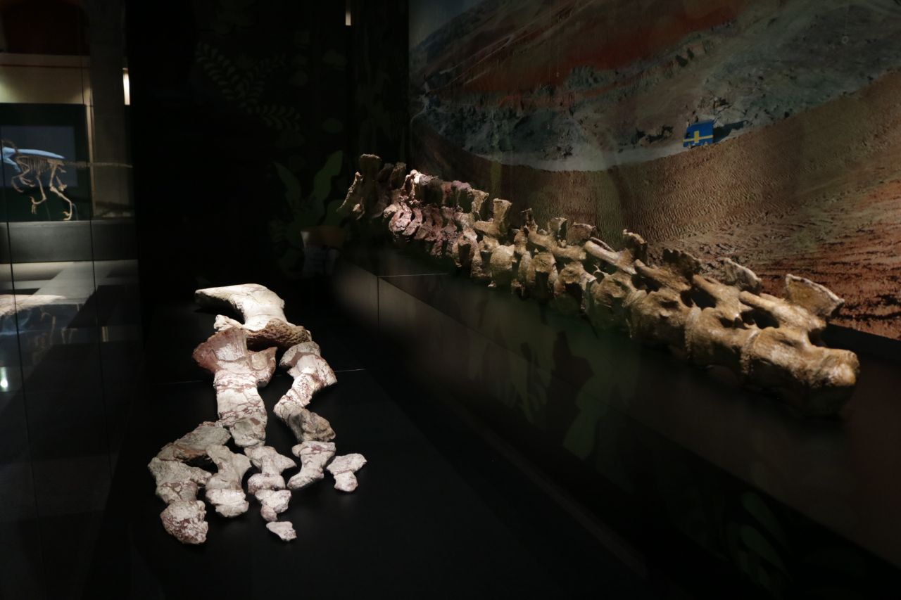 Exposición temporal 'Cazadores de dragones' en el Museo Arqueológico de la Comunidad de Madrid