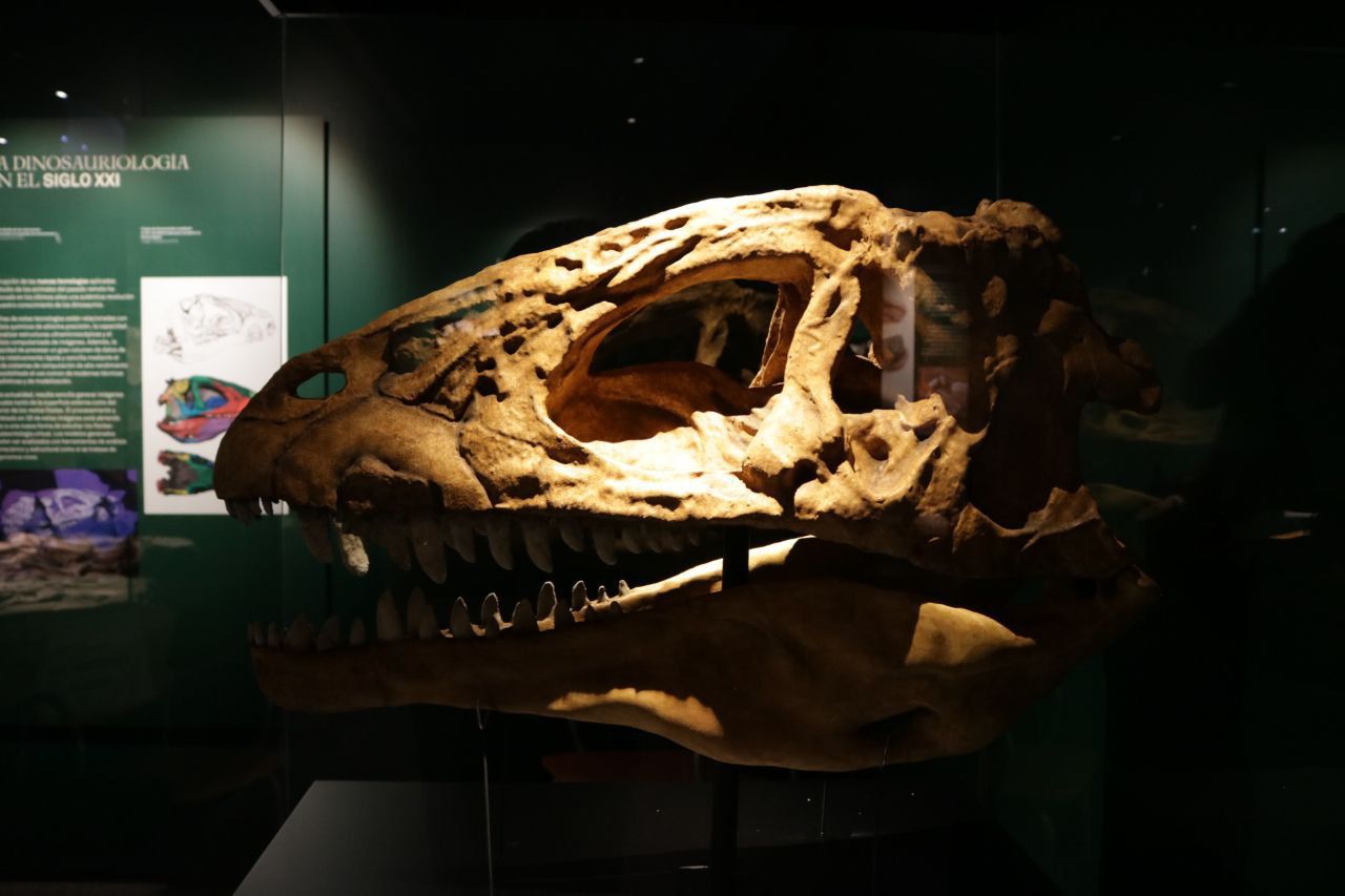 Exposición temporal 'Cazadores de dragones' en el Museo Arqueológico de la Comunidad de Madrid