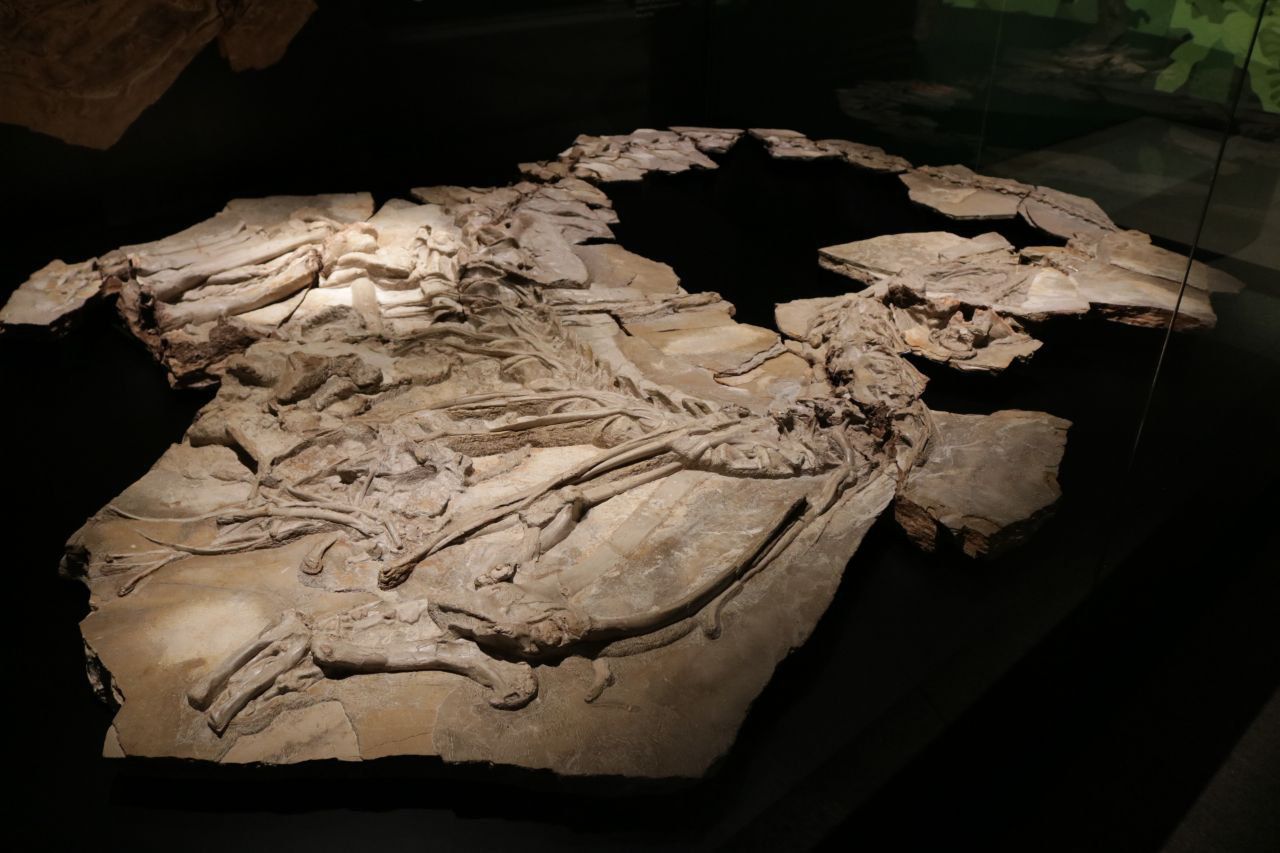 Exposición temporal 'Cazadores de dragones' en el Museo Arqueológico de la Comunidad de Madrid