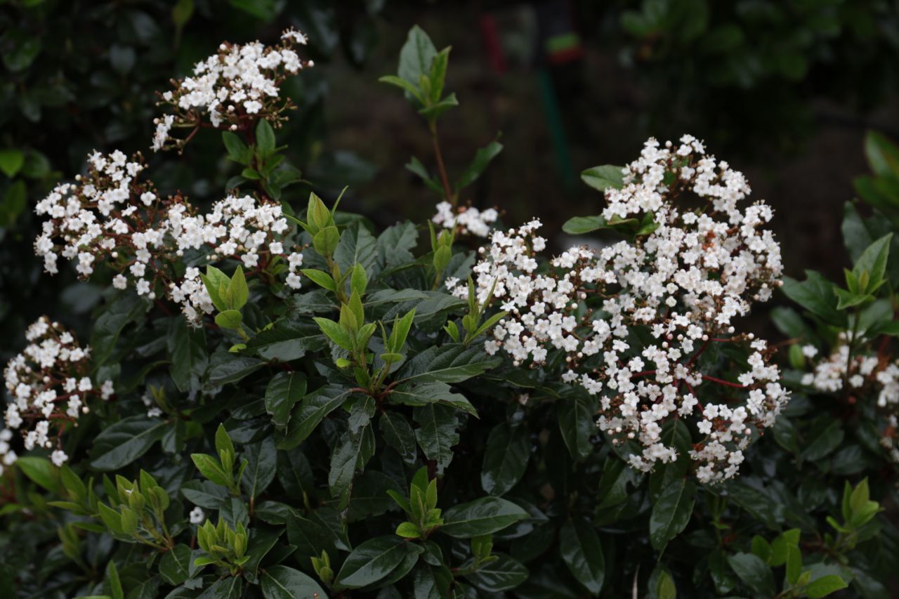 Plantas de las que se obtenían colores para los tapices.