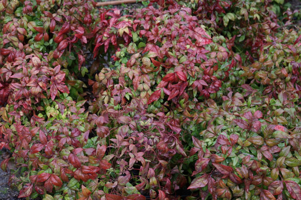 Plantas de las que se obtenían colores para los tapices.